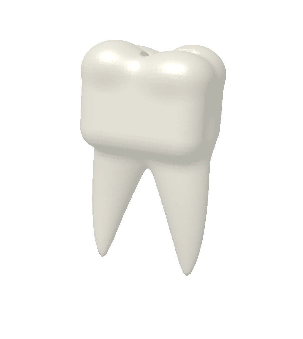 Anatomically inspired three-dimensional molar illustration